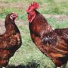 rhode island red chickens