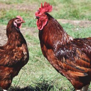 rhode island red chickens