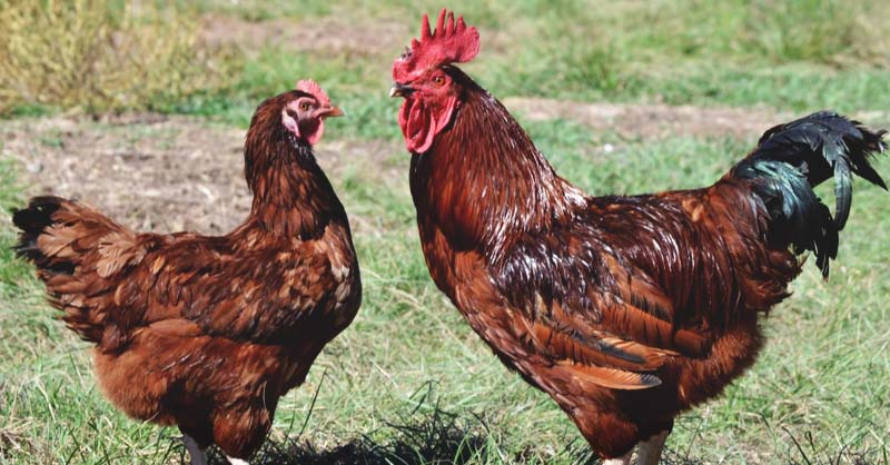 rhode island red chickens