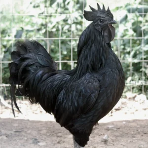 Ayam cemani for sale