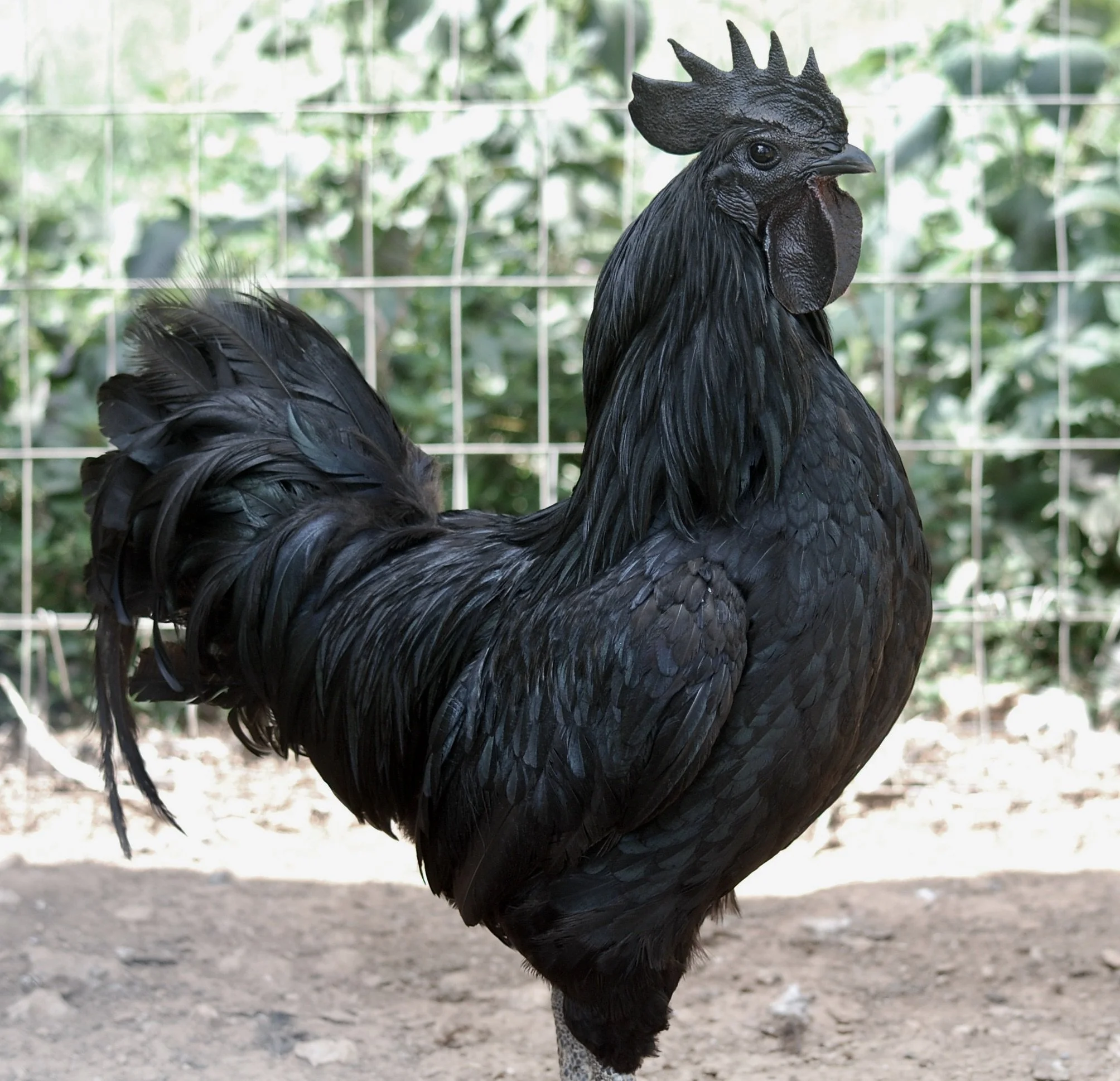 Ayam cemani for sale