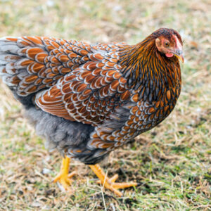 orderexoticpoultry.com