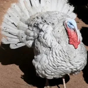 turkeys for sale