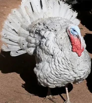 turkeys for sale