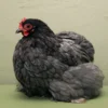 Bantam Cochin Chicken