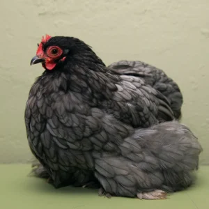 Bantam Cochin Chicken