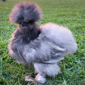 Silkie Chickens for Sale