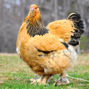 Giant Brahma Chickens for Sale