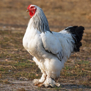 Giant Brahma Chickens for Sale