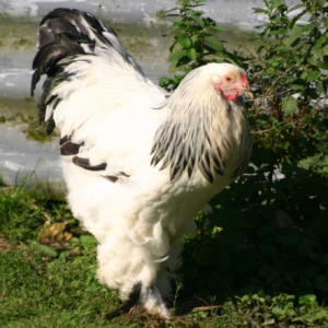 Giant Brahma Chickens for Sale