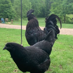 Ayam cemani for sale