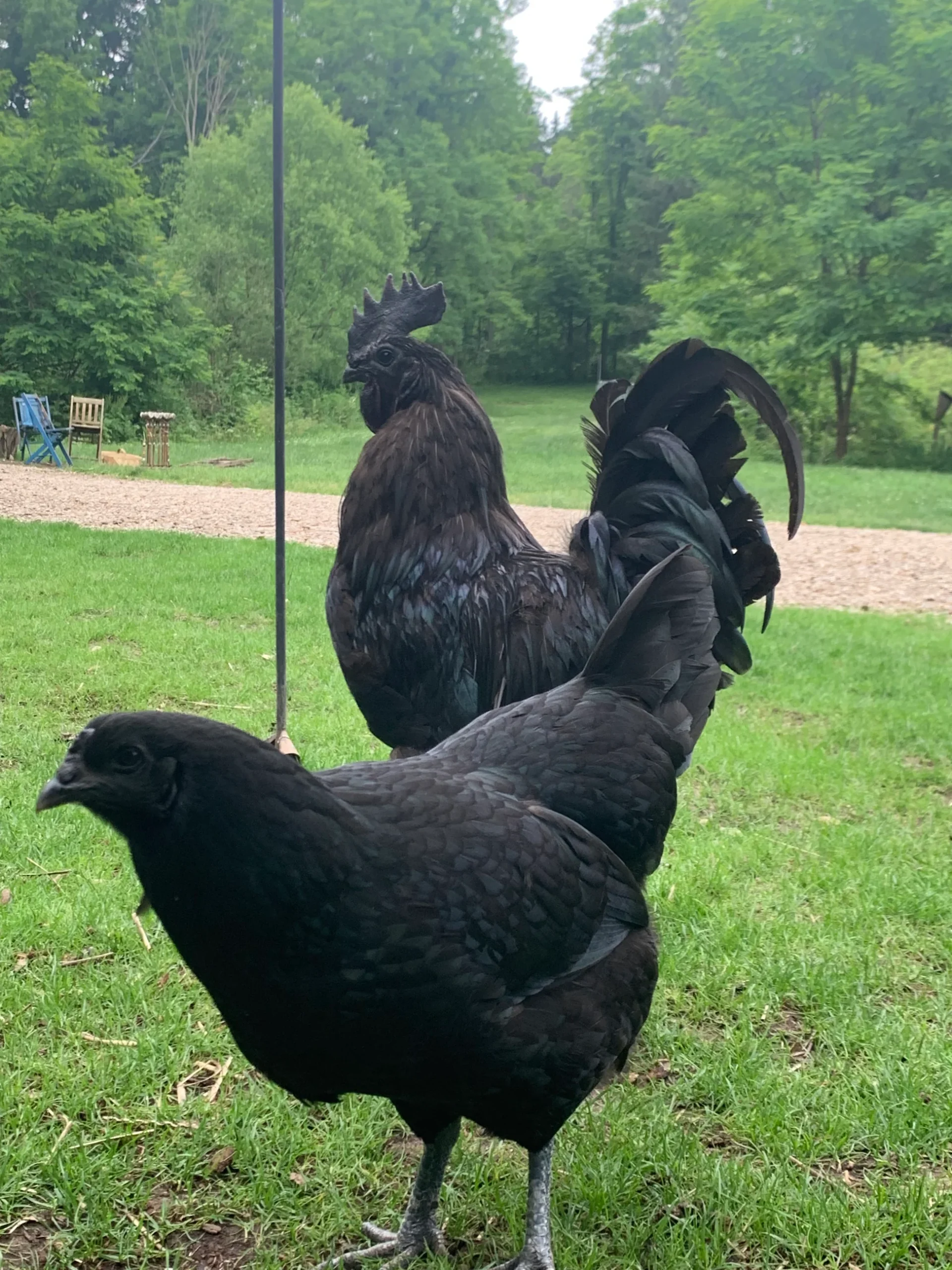 Ayam cemani for sale