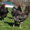 Blue Giant Jersey Chickens