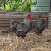 Plymouth Rock Chicken For Sale