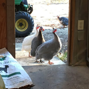 guinea fowl for sale