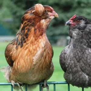 Araucana Chickens for Sale