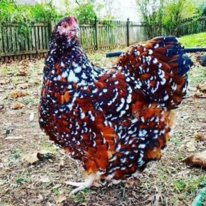 orpington chickens for sale