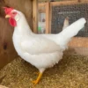 white leghorn chicken​