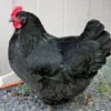 australorp chickens for sale