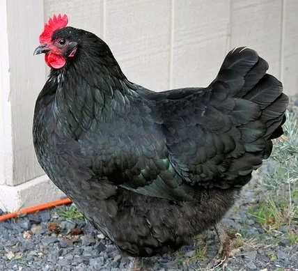 australorp chickens for sale