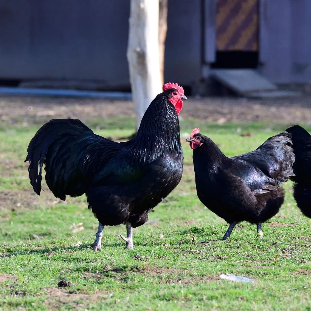 australorp chickens for sale