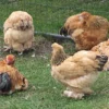 Giant Brahma Chickens for Sale