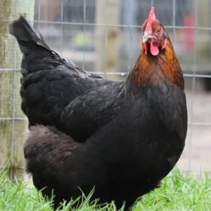 black copper maran chicken for sale
