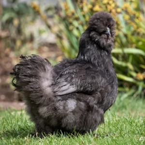 Silkie Chickens for Sale