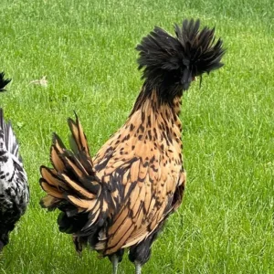 Polish Chickens for Sale
