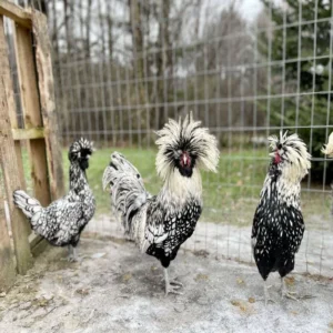 Polish Chickens for Sale