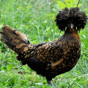 Polish Chickens for Sale