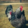 Barnevelder Chickens For Sale
