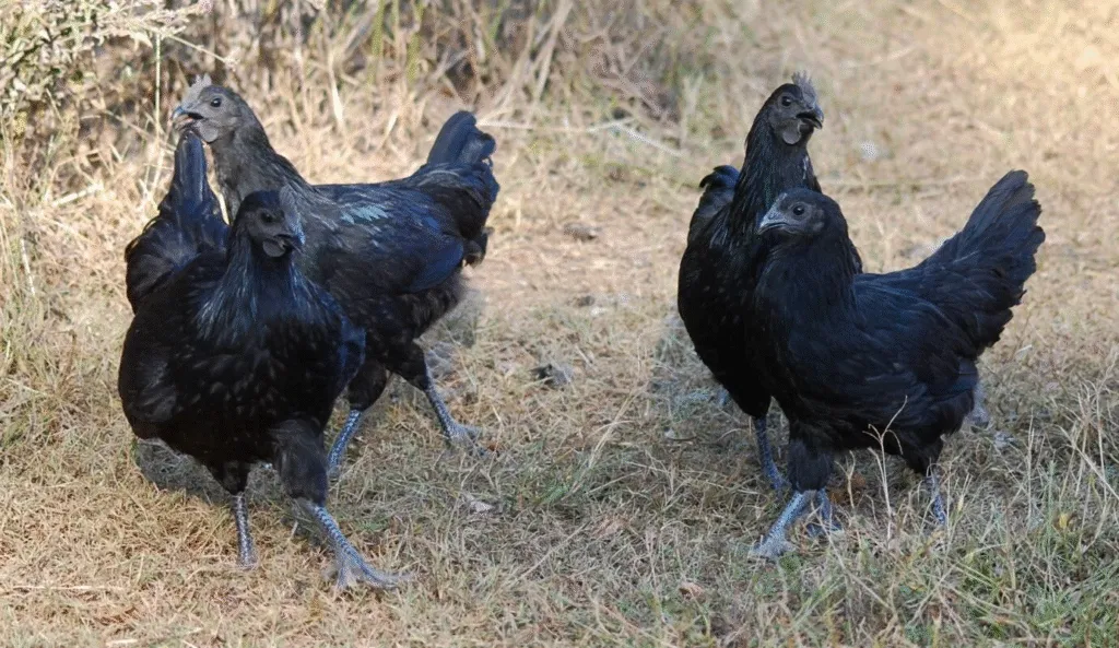 Ayam cemani for sale