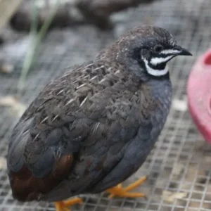 quail for sale