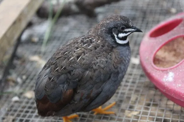 quail for sale