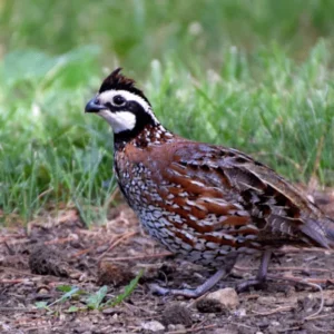 quail for sale​
