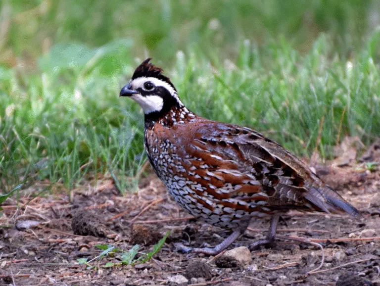 quail for sale