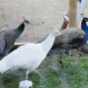 Peacocks for sale