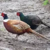 pheasants for sale​