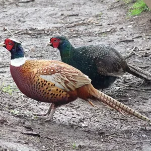 pheasants for sale