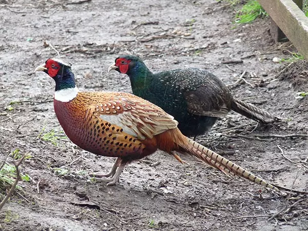 pheasants for sale