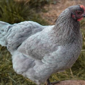 Blue Giant Jersey Chickens