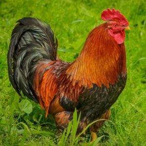 Welsummer Chickens for Sale