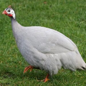 guinea fowl for sale