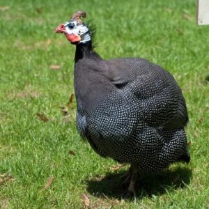 guinea fowl for sale