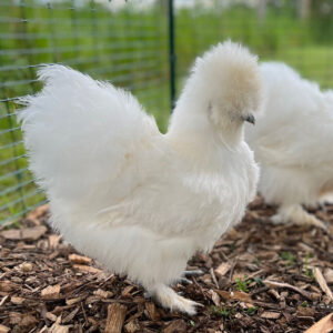 Silkie Chickens for Sale