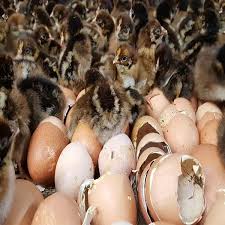 barnevelder chicks for sale