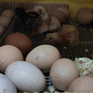 Barnevelder Hatching Eggs