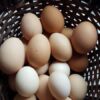 ayam cemani chicken eggs for sale​