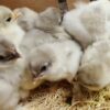 cochin chicks for sale-orderexoticpoultry.com